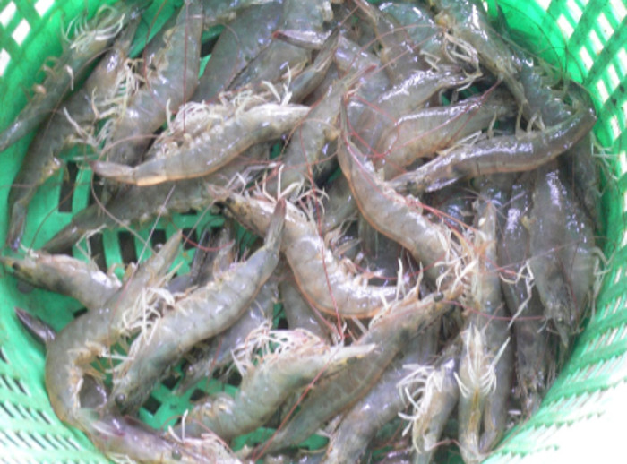 Fotos: Archivo Favorecerá a la camaronicultura camagüeyana proyecto de colaboración internacional