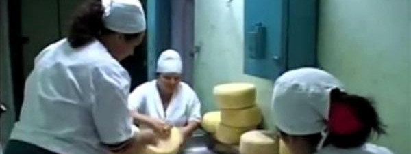 Los queseros de Sibanicú recuerdan a Fidel con altas producciones