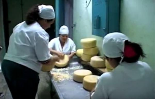 Foto: Archivo Los queseros de Sibanicú recuerdan a Fidel con altas producciones