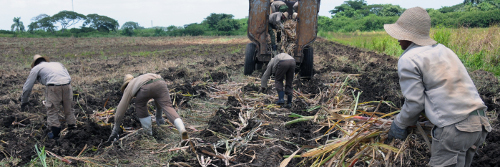 Colas para cortar caña en Cuba