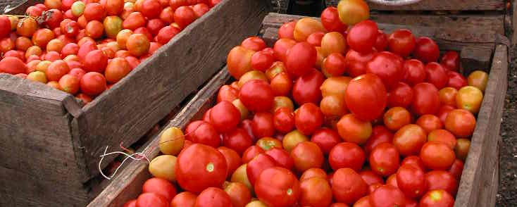 La zafra de tomate en marcha en Camagüey