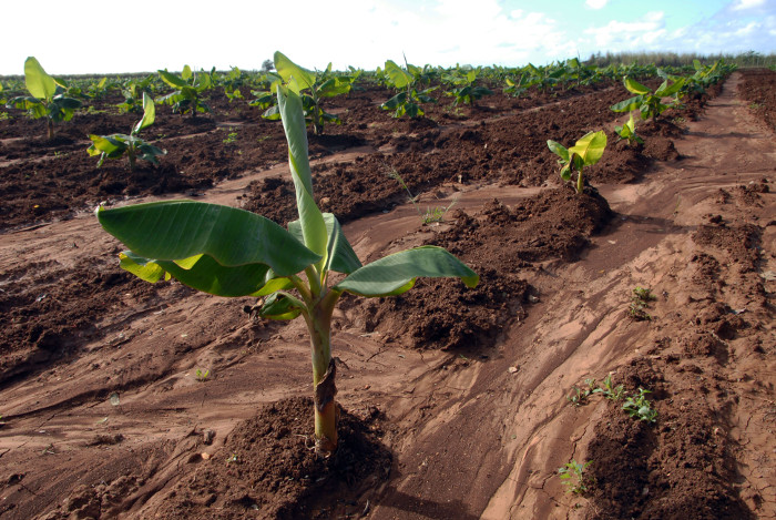 En Camagüey acciones productivas pide el pueblo