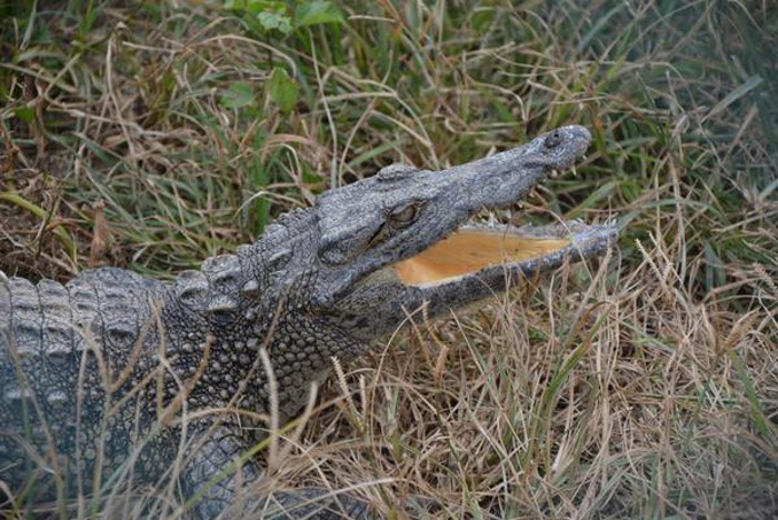 Expertos liberan ejemplares de cocodrilo cubano en el Refugio de Fauna Canales del Hanábana, en un esfuerzo por incrementar la población de la especie endémica en la Ciénaga de Zapata, al sur de la provincia de Matanzas.  Foto: Roberto Jesús Hernández (ACN)