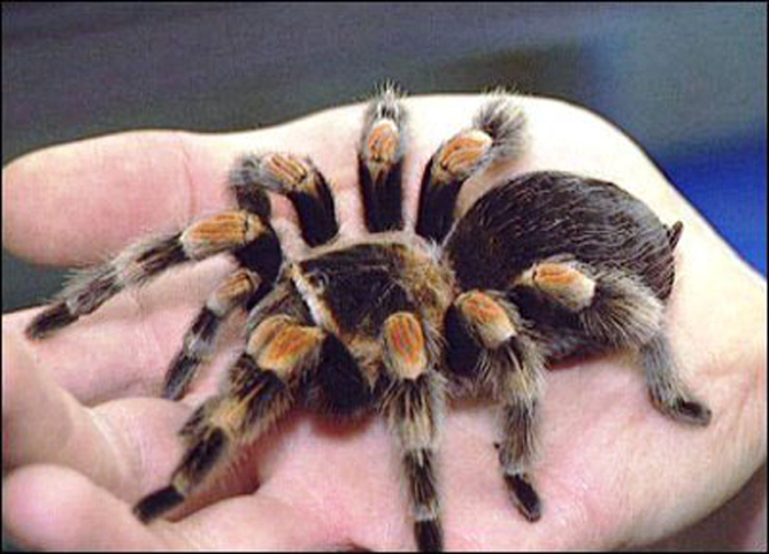 Imagen: Tomada de juventurebelde.cu Las arañas, ¿Veneradas o temidas?