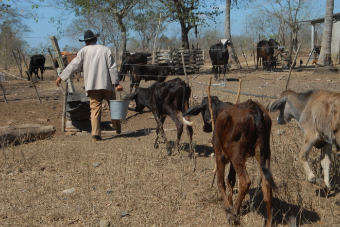 Como en muchos municipios camagüeyanos, en Sibanicú el ganado necesita agua. Foto: Otilio Rivero Delgado