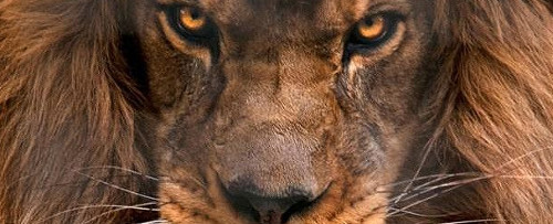 El león ¿ tan fiero como lo pintan?