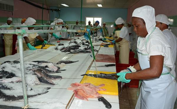 Trabajadores de la planta de procesamiento de pescado Estrella Roja, en el proceso productivo, durante la visita de María del Carmen Concepción González, Ministra de la Industria Alimentaria. Foto: Rodolfo Blanco Cué (ACN)