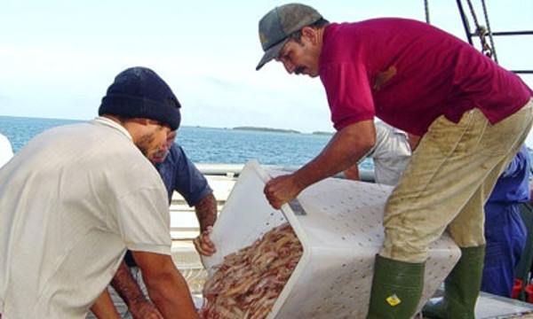 Cultisur logró en 2017 un nuevo récord productivo en el fomento artificial del crustáceo en estanques, y de comercialización, con mil 550 toneladas de camarón acopiado, más de 100 por encima de lo planificado. Foto: Rodolfo Blanco Cué/ ACN Cultisur, sede del acto en Camagüey por creación de la CTC