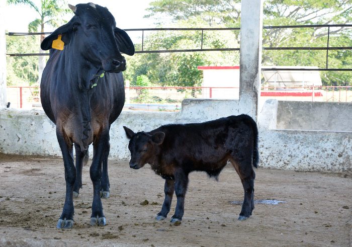 Foto: Otilio Rivero Delgado/ Adelante Nace primer ternero de embrión congelado