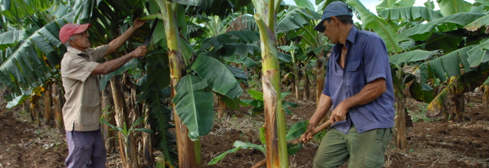 Committed Agriculture in Camagüey with the greatest productive challenges