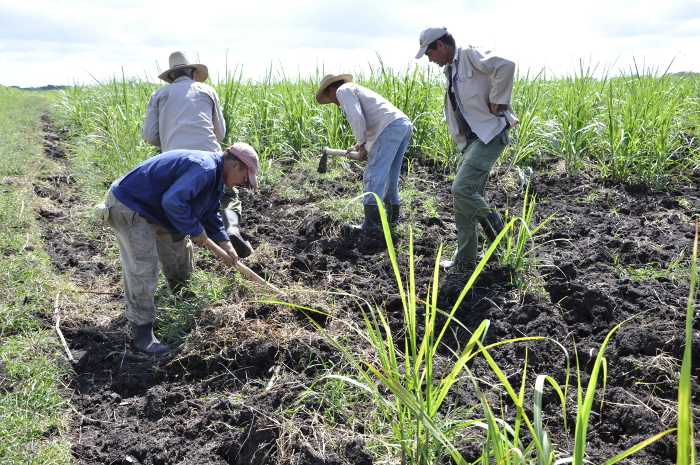Acuerdo de cooperación beneficiará producciones pecuaria y azucarera en Cuba 