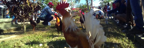 En Guáimaro, concurso de gallos "Espuelas de oro" (+ Tweet)