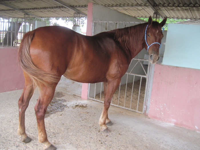 El Renacer de los caballos