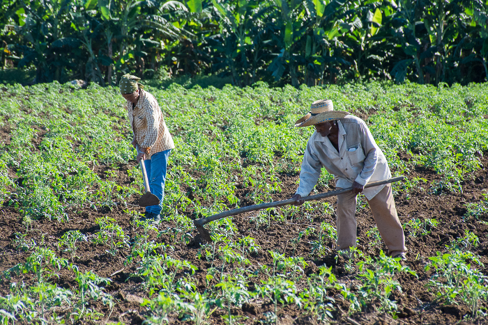 Foto: Leandro Pérez Pérez/ Adelante/ Archivo Debates en Camagüey en torno al manejo sostenible de la tierra