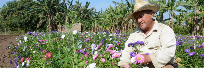 ¿Y las flores dónde están?