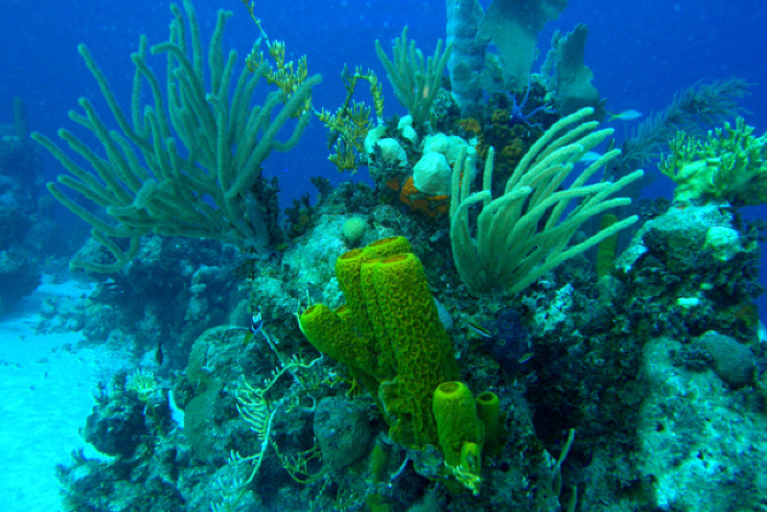 Foto: Tomada de juventudrebelde.cu Corales cubanos: la amenaza del color blanco (+ Post y Tweet)