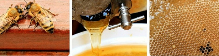 Favorable producción apícola en Camagüey