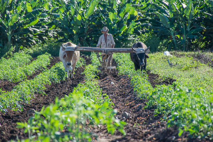 Foto: Leandro Pérez Pérez/ Adelante/ Archivo Para conservar los suelos cubanos, nuevos proyectos de investigación