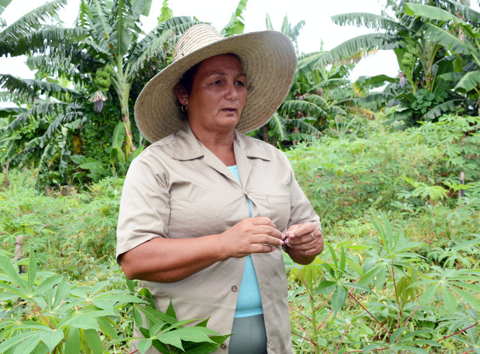 Foto: Otilio Rivero Delgado/ Adelante La mejor cosecha de Saraí