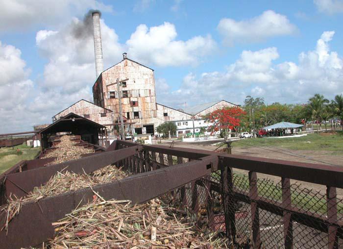 Foto: Tomada de www.granma.cu  Siboney, único sobreviviente de la zafra en Camagüey