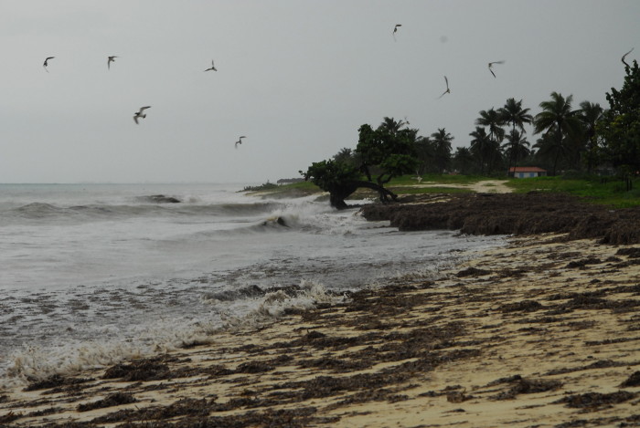 La labor de Bahía Azul se inscribe dentro de los objetivos de la Tarea Vida.Foto: Otilio Rivero Delgado/ Adelante/ Archivo En Camagüey cultura ambiental en manos de los más jóvenes