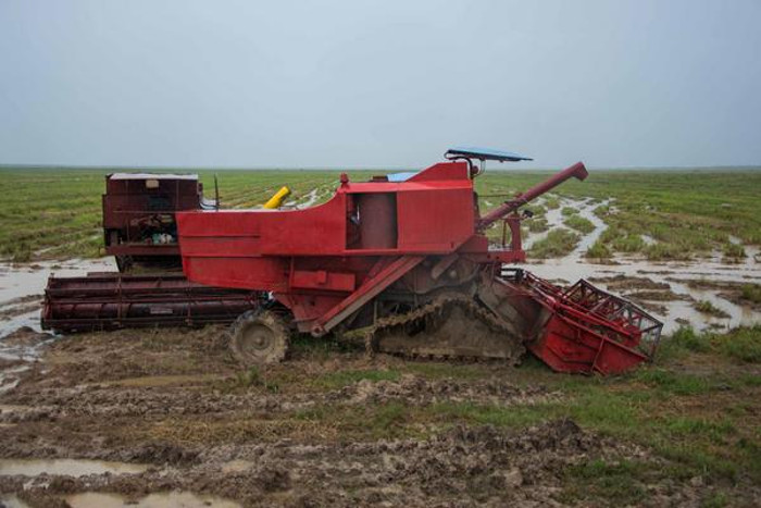 Equipamiento técnico imposibilitado de entrar a cosechar el arroz por las malas condiciones de los campos a causa de las significativas lluvias asociadas a la tormenta subtropical Alberto, en la Empresa Agroindustrial de Granos Los Palacios, en Pinar del Río.  Foto: Rafael Fernández Rosell/ ACN Adoptan medidas para reducir los daños en la agricultura