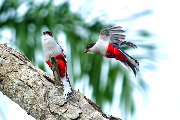 Foto: Archivo En buen estado de conservación áreas protegidas de Camagüey
