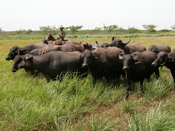  Empresa Pecuaria Maraguán diversifica sus producciones