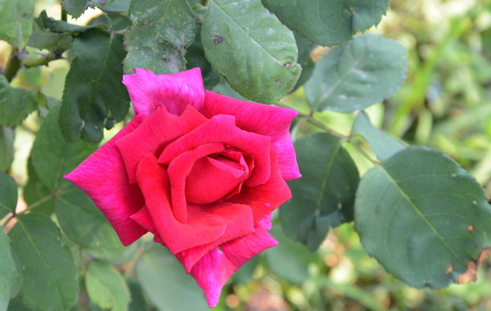 Fotos: Otilio Rivero Delgado/ Adelante