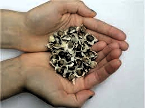 Foto: Archivo Semillas de Moringa y arena para nuevo filtro de agua