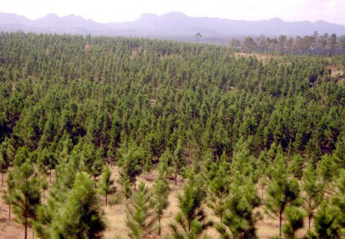 Foto: Archivo Forestales camagüeyanos por incrementar bosques