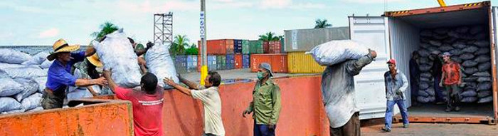 Estimulan inversión extranjera en producción forestal cubana