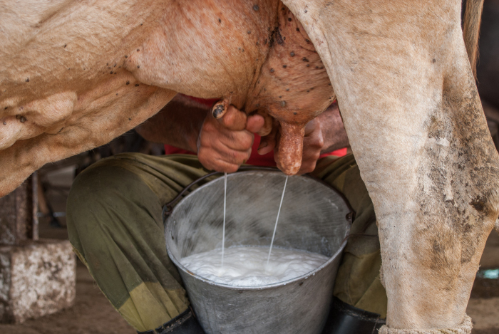 Foto: Leandro Pérez Pérez/ Adelante/ Archivo Probados beneficios del mejoramiento genético en la ganadería en Guáimaro