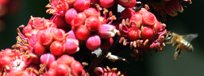 Fotos: Orlando Durán Hernández/ Adelante Camagüey fue en junio la provincia más dulce de Cuba