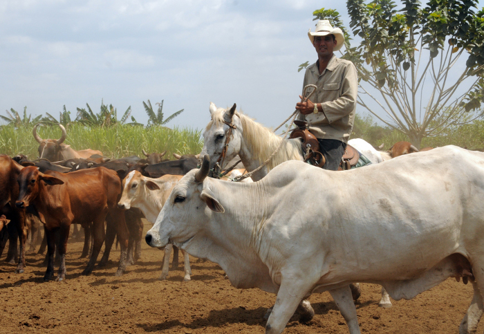 No toda la leche llega a la industria