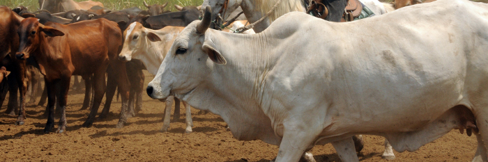 No toda la leche llega a la industria