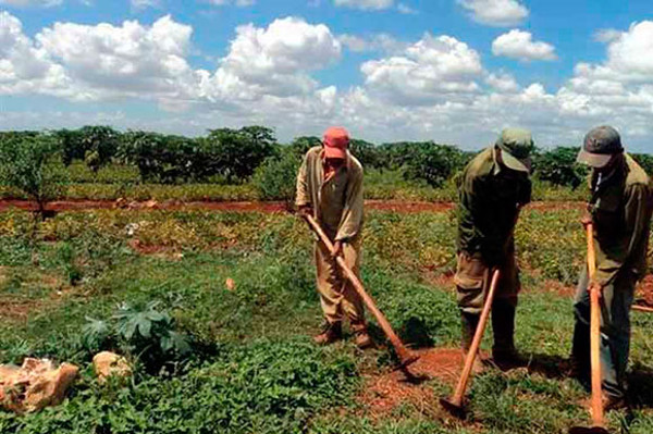 Photo: ACN Over 2 million hectare of land granted in usufruct in Cuba
