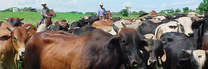 Implementan programas de cooperación para el desarrollo agropecuario en Guáimaro