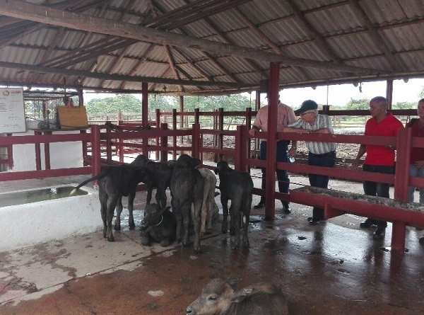 La Empresa Ganadera Camagüey tiene más de 13 000 hectáreas y una cifra cercana a los 3 600 búfalos.