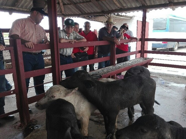 Fotos: Juan Mendoza Medina/ Radio Cadena Agramonte Visita Rosales del Toro unidades productoras de alimentos en Camagüey (+ Fotos)