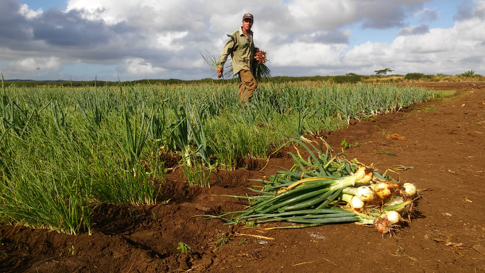 Foto: Orlando Seguí Aguilar/Adelante/Archivo Extienden prácticas agroecológicas campesinos camagüeyanos