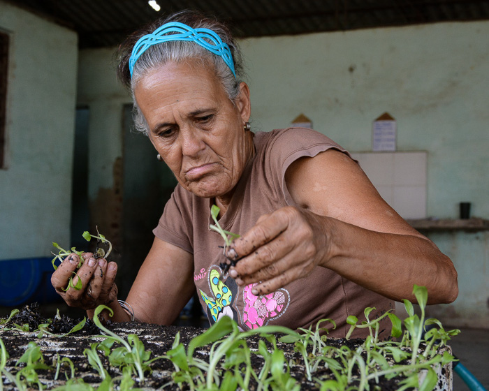 Todos son esenciales: los que preparan el medio de cultivo, los que se encargan de la selección, tratamiento e introducción de las cepas, los del área aséptica que se pasan horas y horas multiplicándolas, hasta quienes tienen la misión de la adaptación de las vitroplantas al ambiente natural (ex vitro). Si falla alguien pudiera perderse todo un año de trabajo.