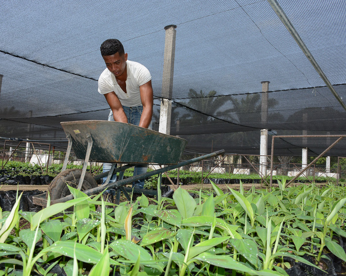 Este 2018 se han vendido 175 698 vitroplantas, de ellas 32 673 de malanga y el resto de plátanos. Además 8 450 posturas de frutabomba y 40 580 de hortalizas, principalmente de tomates. Estas fueron directamente a las bases productivas, todas acaladas por la norma de calidad ISO 9001-2015 que garantiza una certificación en la trazabilidad del producto.