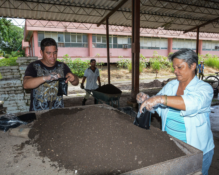 Encadenar los procesos y cerrar el ciclo verdaderamente traería productos mucho más resistentes, de mayor calidad y con mayores niveles de rendimientos. Diversificar las producciones de la biofábrica sería otra manera de aportarles posturas de calidad a los campos camagüeyanos que después se revertirán en una mejor cosecha.
