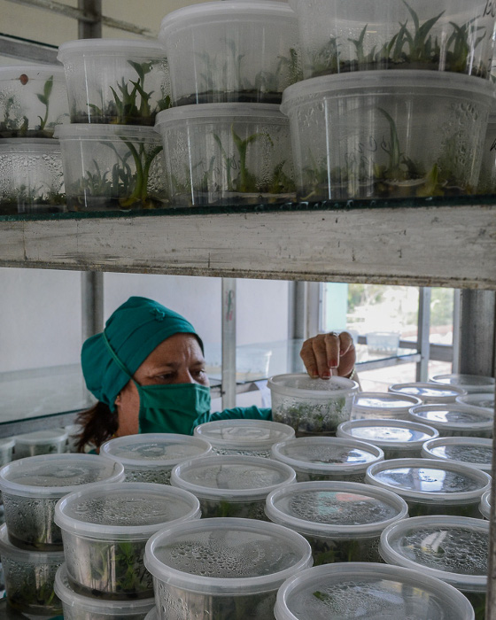  Un grupo de hombres y mujeres consagrados a su trabajo parecen hacer magia y bisturís en mano multiplican y multiplican hasta lograr un encadenamiento productivo que les permite sacar, por ejemplo, 14 000 vitroplantas de plátanos cada 21 días.