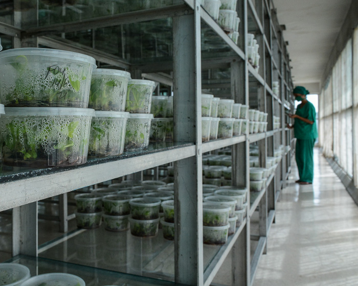 Con un plan de 630 000 vitroplantas, esos magos de la tierra tienen el compromiso de superar en 30 000 las producidas el año anterior.