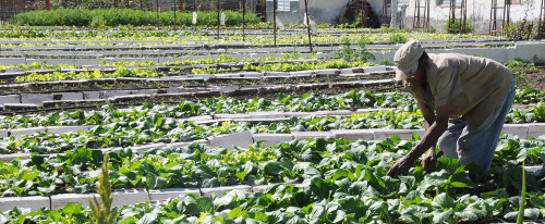 Alimentación del pueblo, premisa fundamental en Sierra de Cubitas