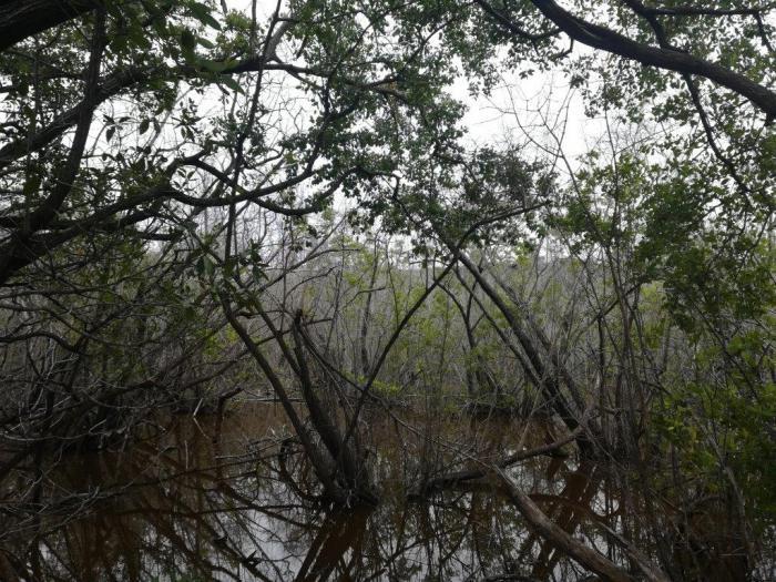 Foto: Cortesía doctor José Manuel Guzmán/ granma.cu