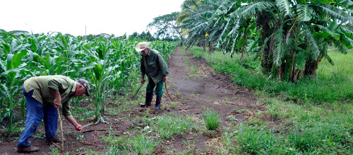 Campesinos del municipio de Minas impulsan la producción de alimentos