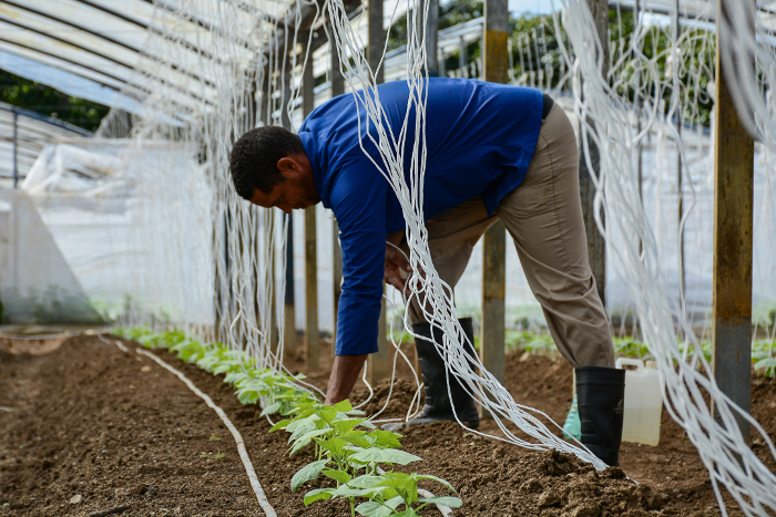 Photo: Leandro Pérez Pérez/Adelante Houses of protected croops from Nuevitas produce in the direction of the tourism